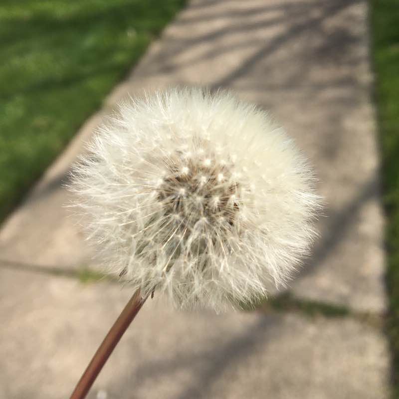 Pokémon Go: Pokéstop