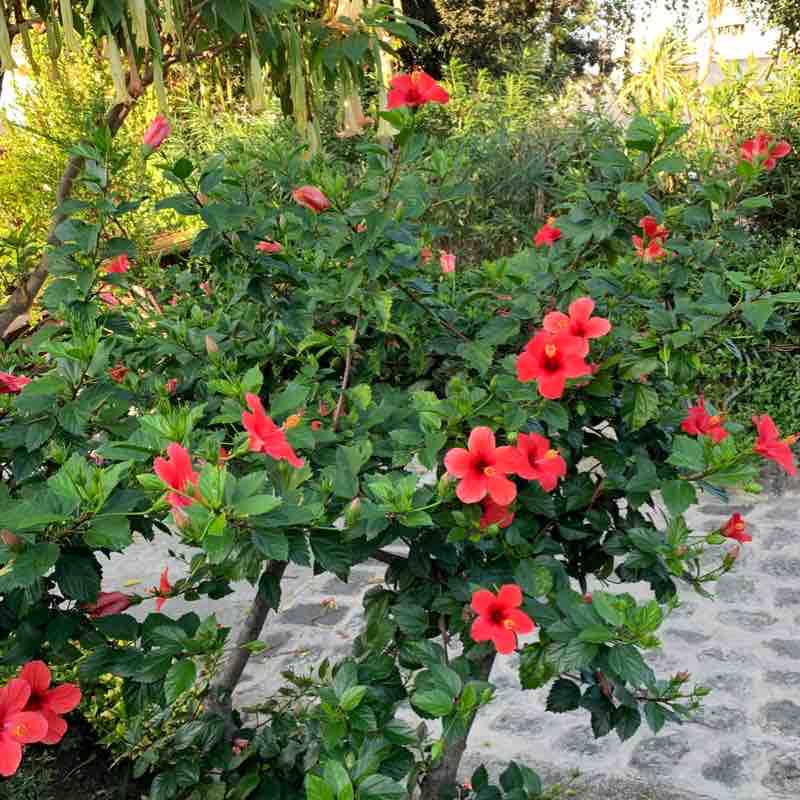 Hotel Tritone Forio walking route map in Lacco Ameno