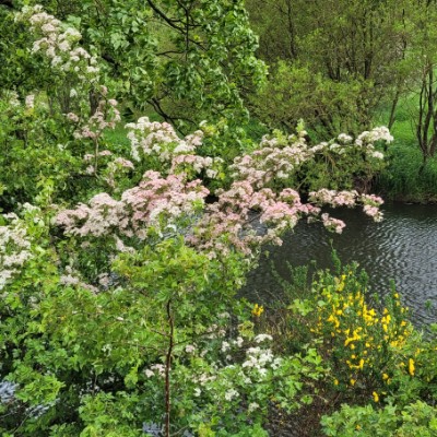 Munro HillWalker ⛰️ 👣 post 1