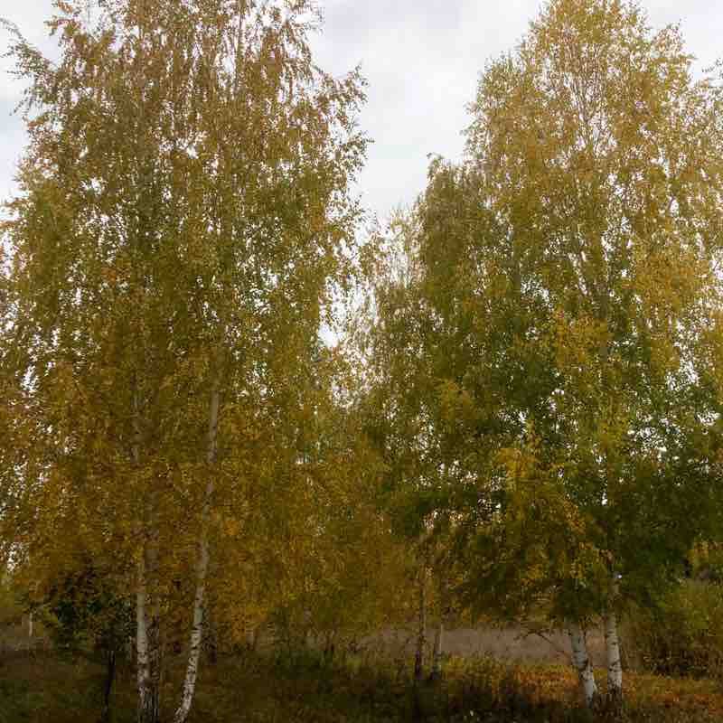 Золотая осень в Самаре