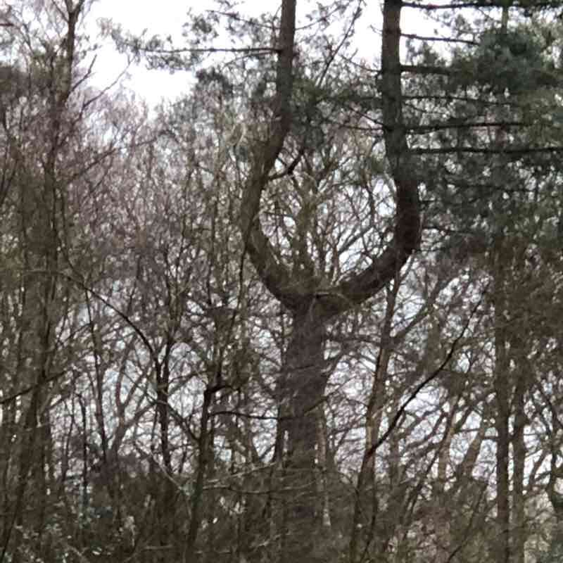 Clowes Wood circular 