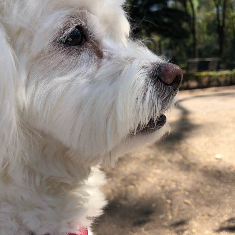 Parque de los Venados