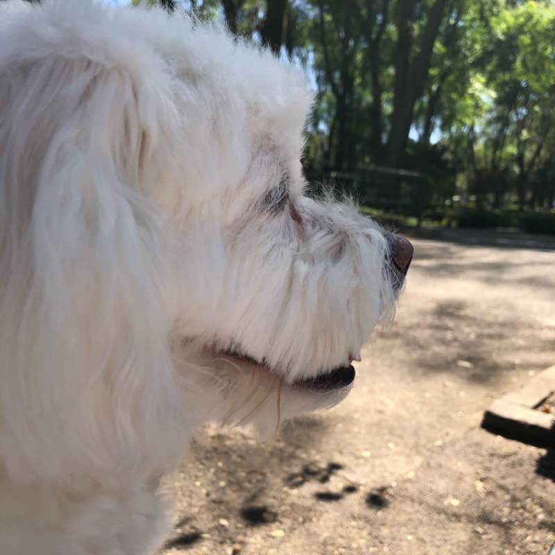 Parque de los Venados