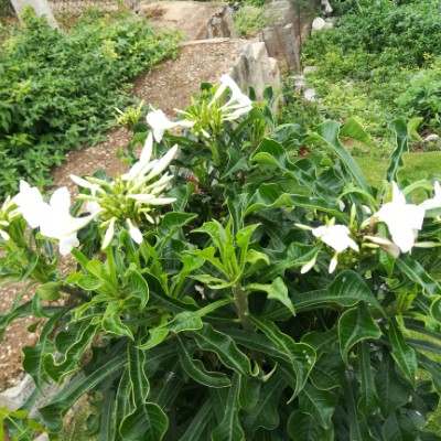 Santosh Pandey post 2