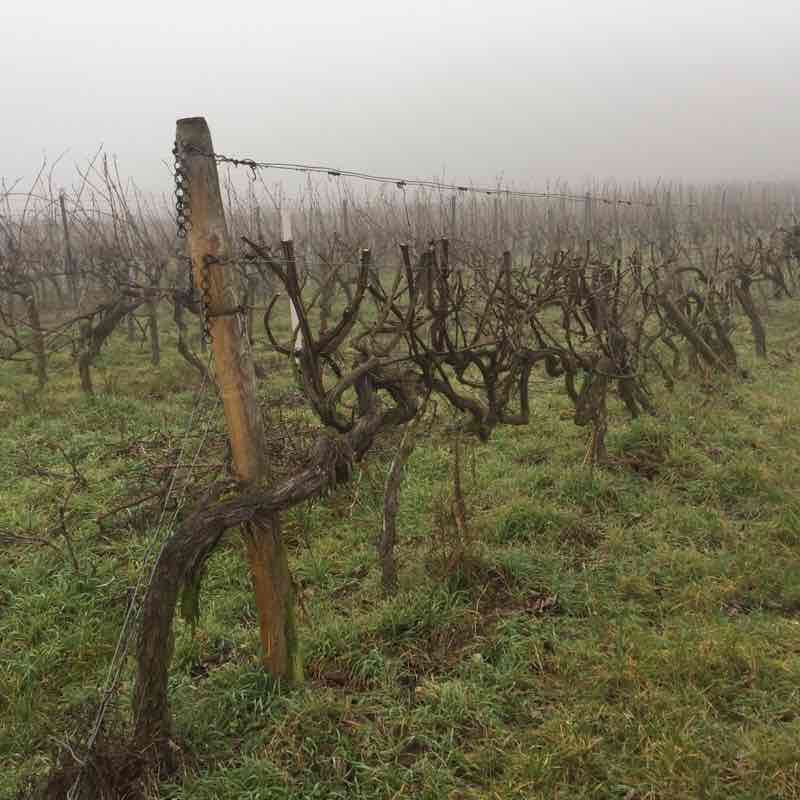 Through the waves around Leistadt walking route map in Kallstadt