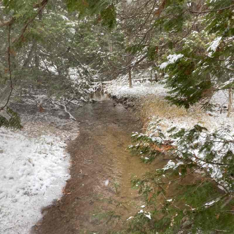 Oliver Creek Sentiero escursionistico Mulmur, Ontario, Canada Pacer