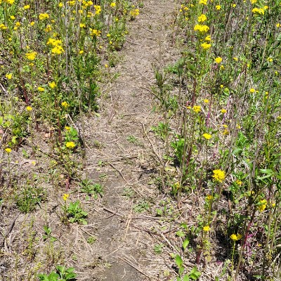 Weir Walking Challenge Kellie ☀️😊 post image