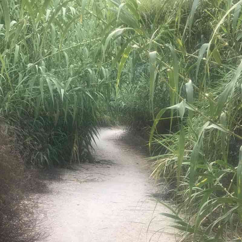 Turia river route from Villamarchante walking route map in Vilanova