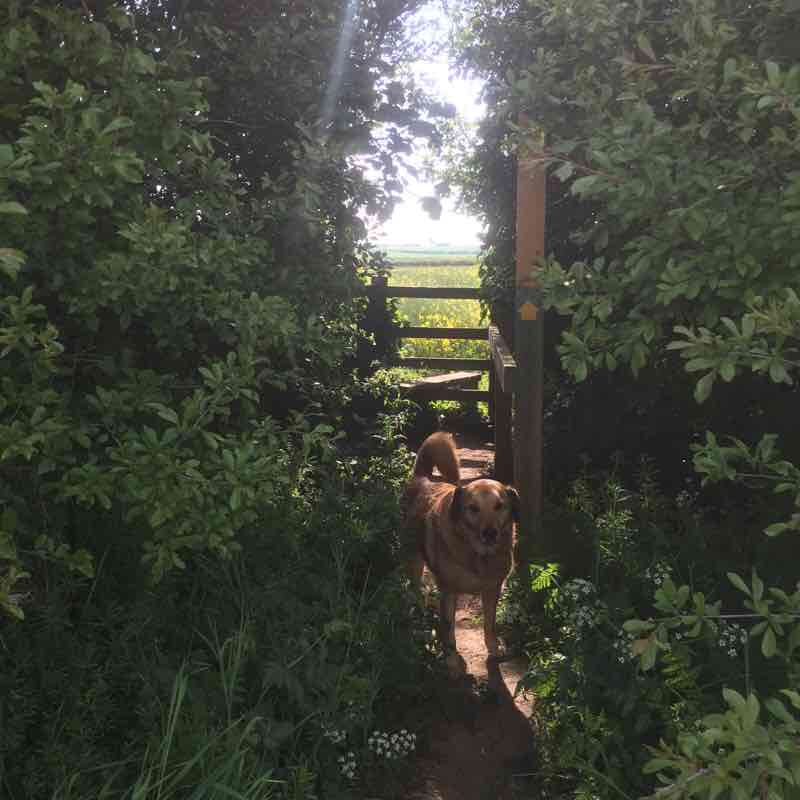 Coffee stop heaven  walking route map in Kibworth Harcourt