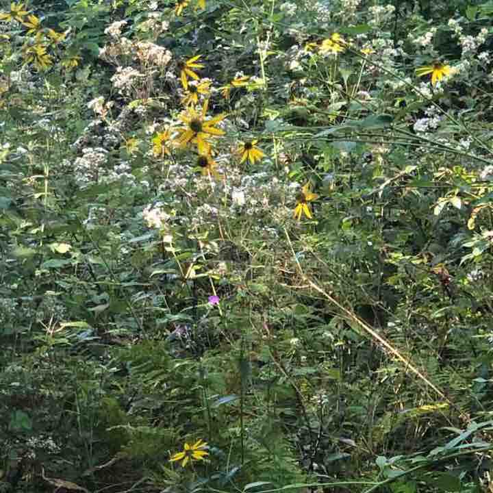 Scaly Mountain walking route map in Highlands