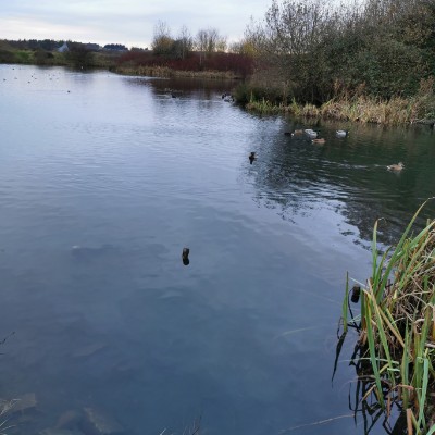 breda.c.murphy post 3