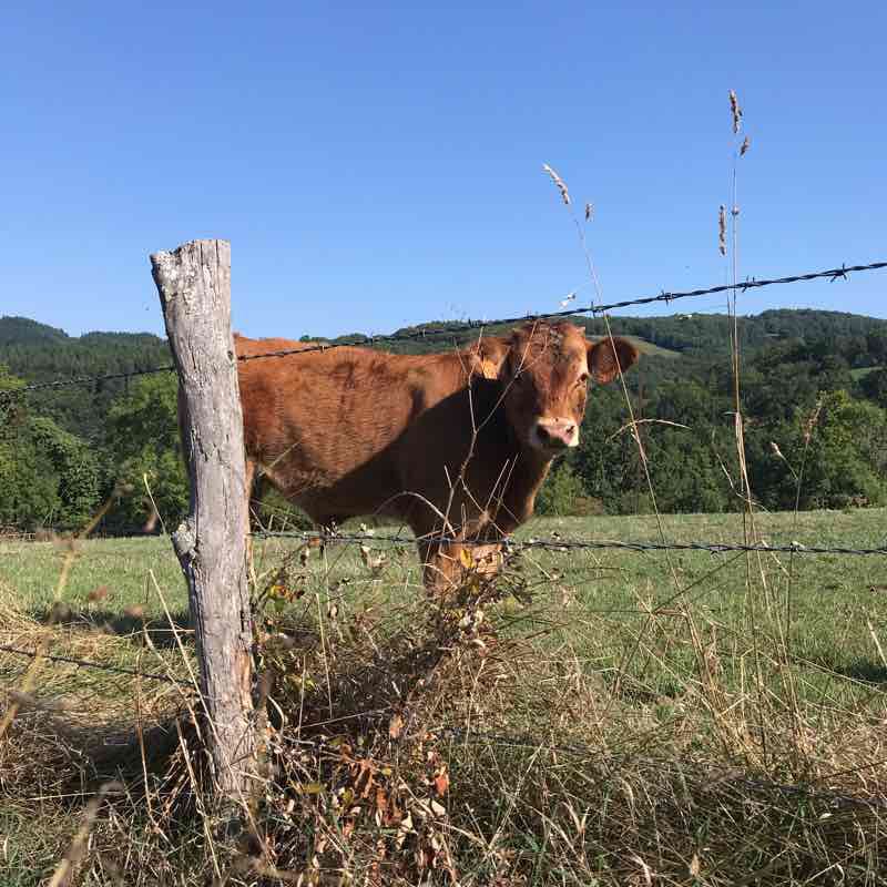 Baunoberg walking route map in Castelnau-de-Mandailles