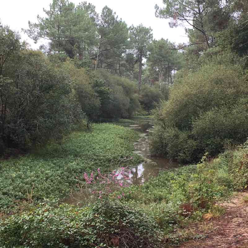 Balanos Forest walking route map in Le Teich