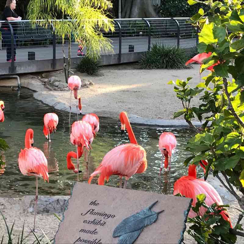 San Diego Zoo 🐅🐘🦒🦘🐃🐖🐫🐊🐠