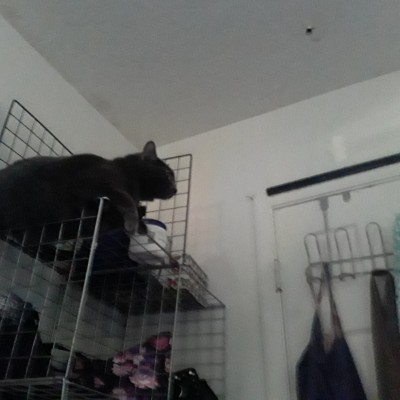 Little Bengal post 2