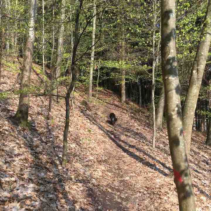 Short valley path walking route map in Malsch