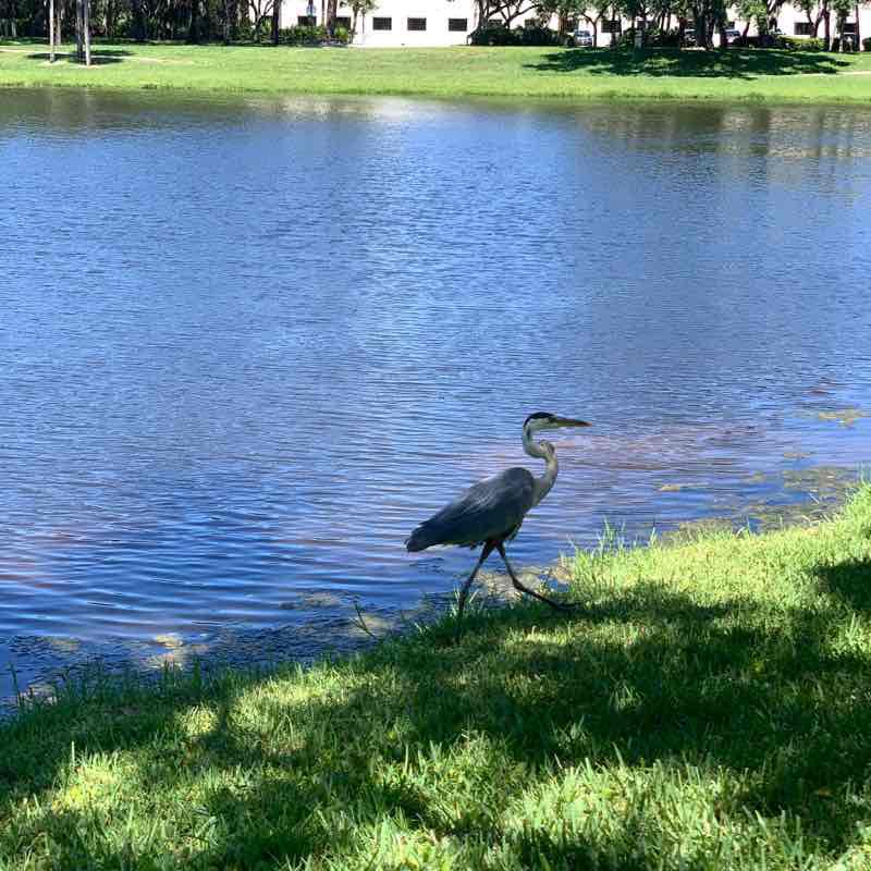 Meditation Work Walk 