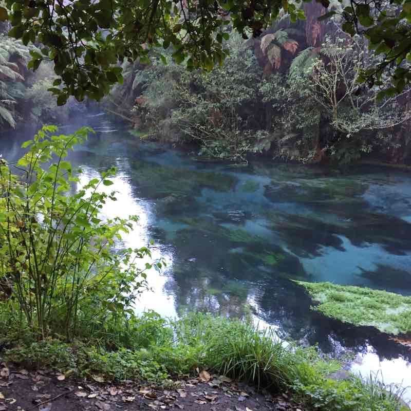 Blue Spring - Te Waihou Walkway 8km return walking route map in Tapapa