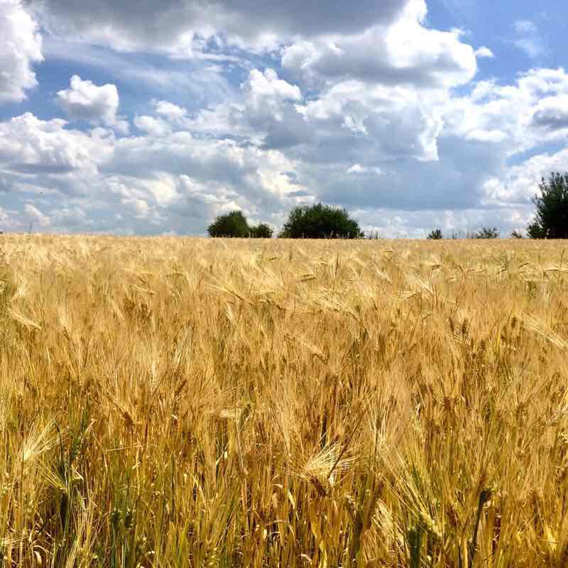 Timchenko from Kharkov walking route map in Khorosheve