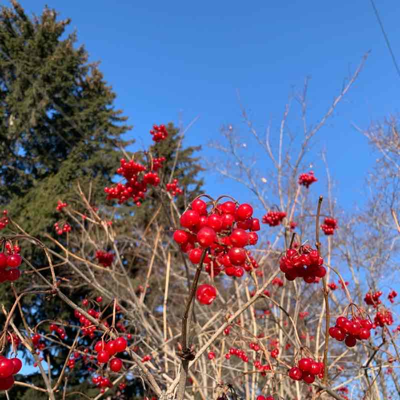 Ob reservoir walking route map in Berdsk