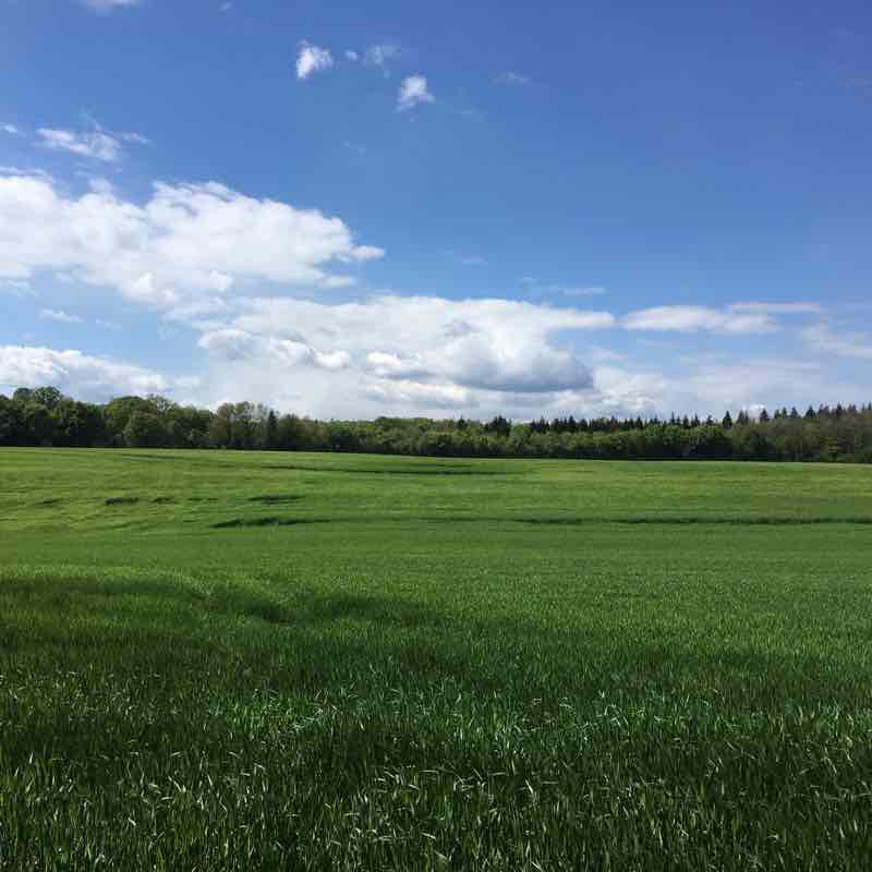 Forêt des Tilleroyes