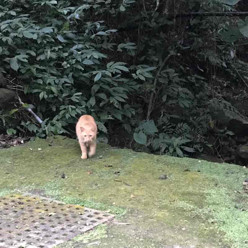 二叭子植物園