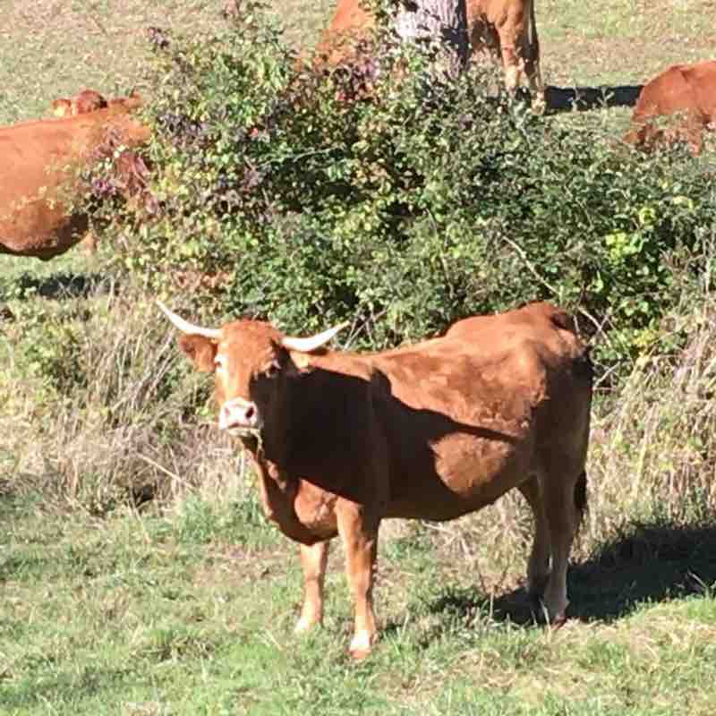 Lamothe Cassel walking route map in Lamothe-Cassel