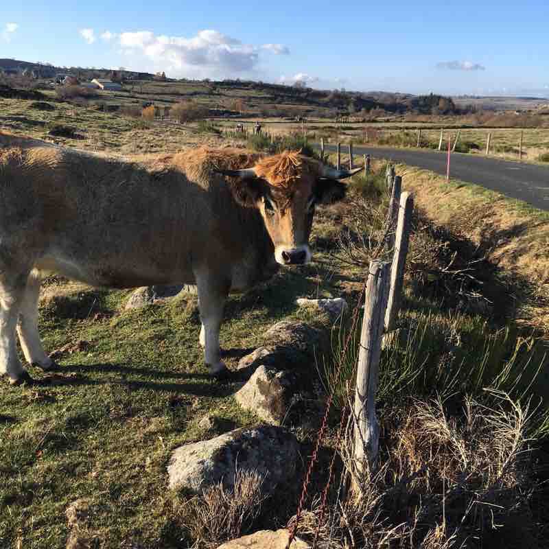 Walk in Aubrac walking route map in Nasbinals