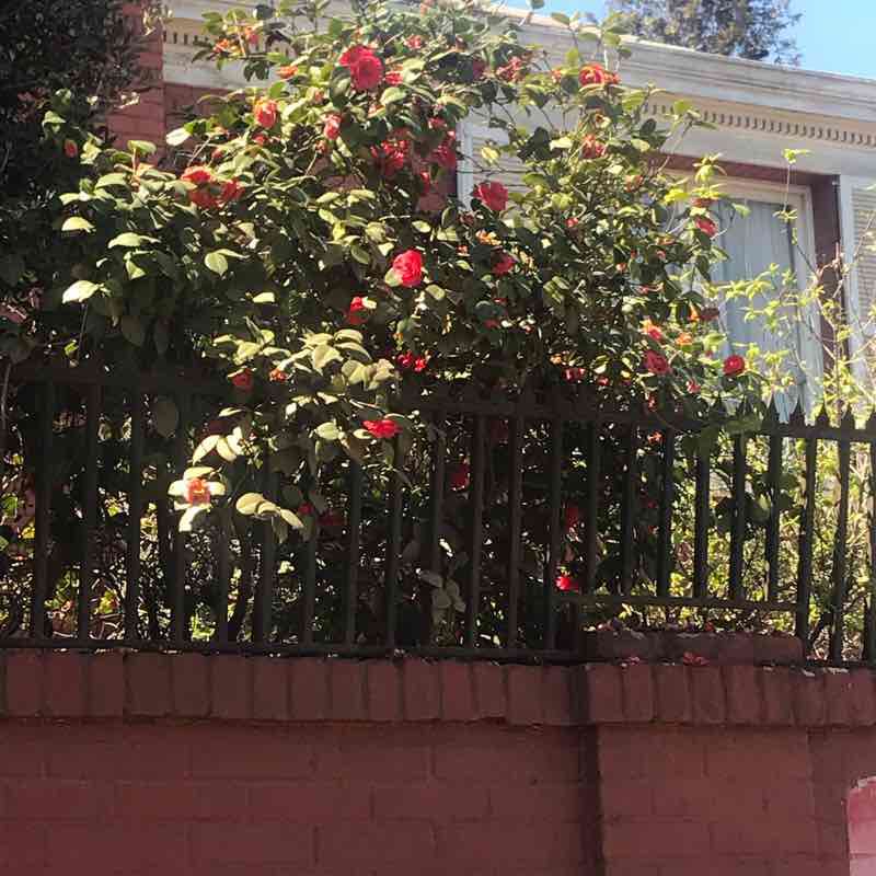 Sweden Avenue Route walking route map in Las Condes