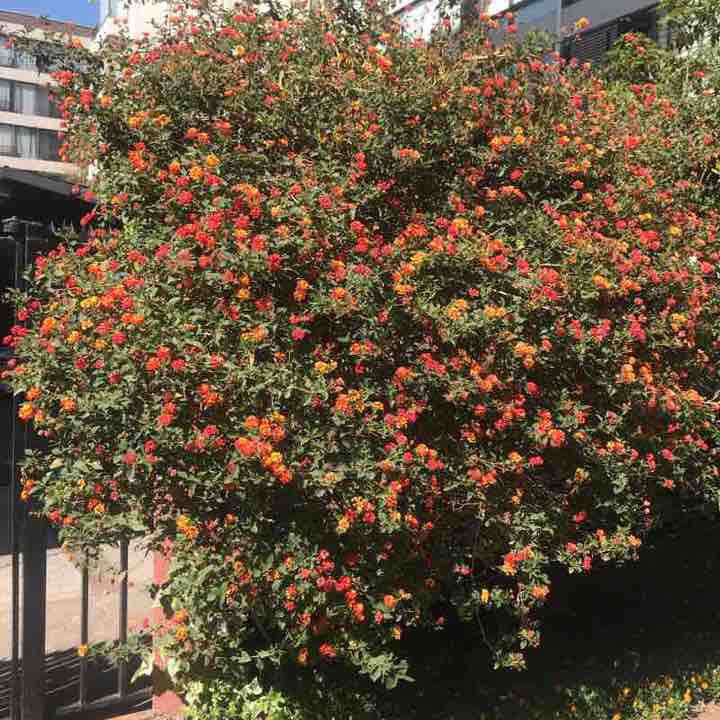 Lyon Avenue walking route map in Las Condes