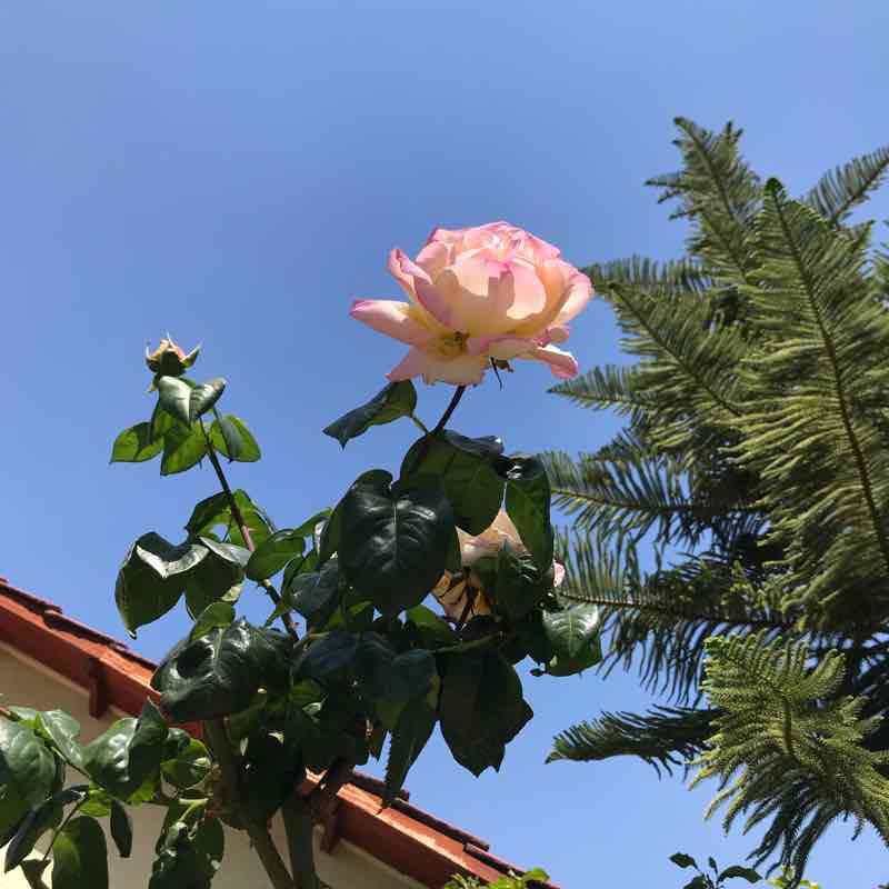 Simon Bolivar walking route map in Las Condes