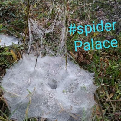 Good Morning Sharan ⛹️🚴🏊🏇 post image