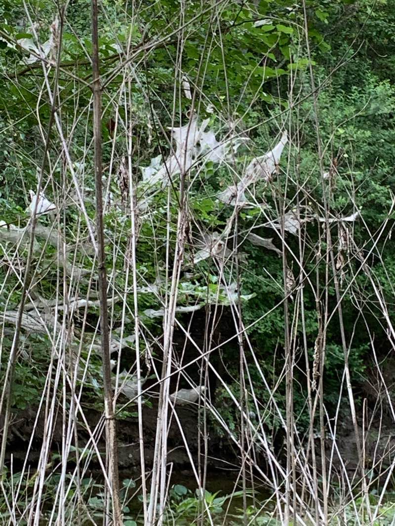walking near me in Southside Lions Park in winter