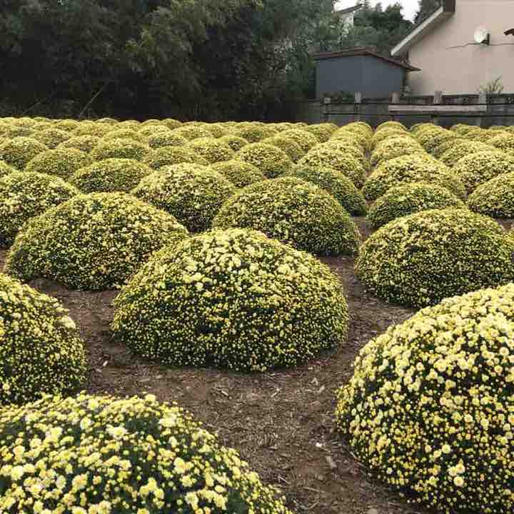 Ninomiya walk walking route map in Ninomiya