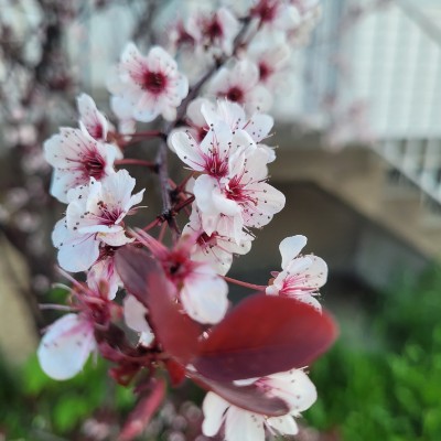 Dejected Raven🦮🚶 post 2