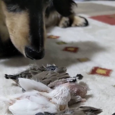 ことりや鳥天 post 1