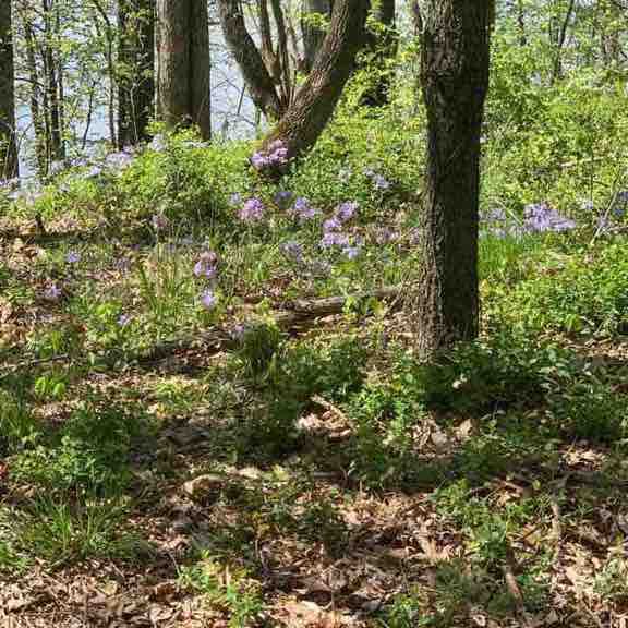 Beautiful place to clear your mind  walking route map in Winslow