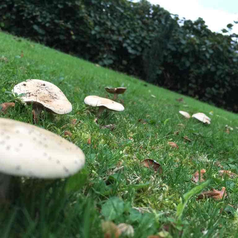Section road from Santiago from ardua to scallop. walking route map in Arzúa