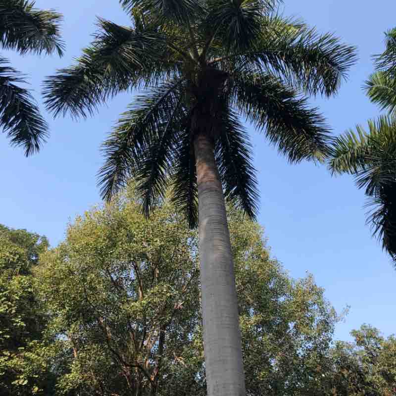 Tatyasaheb Thorat Garden