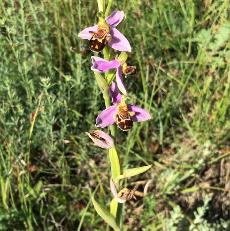 Nature in the spring walking route map in Saint-Césaire-de-Gauzignan