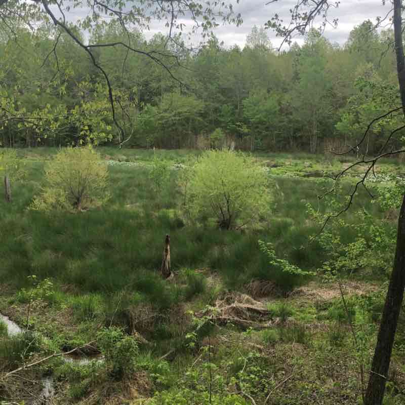 Turnipseed Nature persevere Walk Trail Wendell, North Carolina, USA