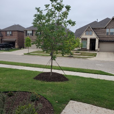 Lions-Betsy Hamilton post 1