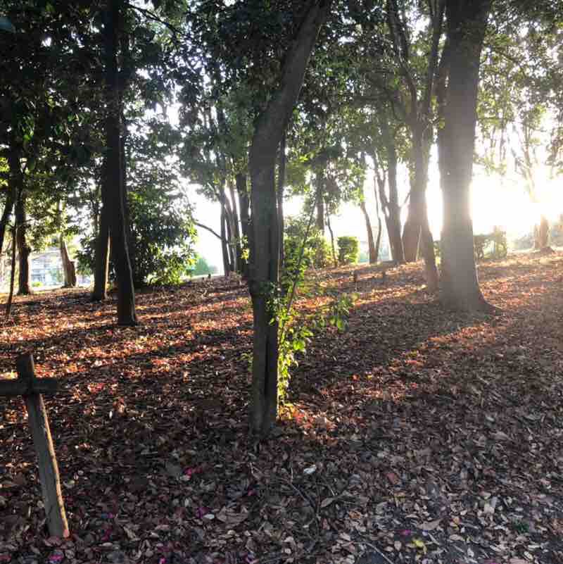大江川緑地