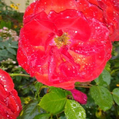 schmidtkatja14 post 1