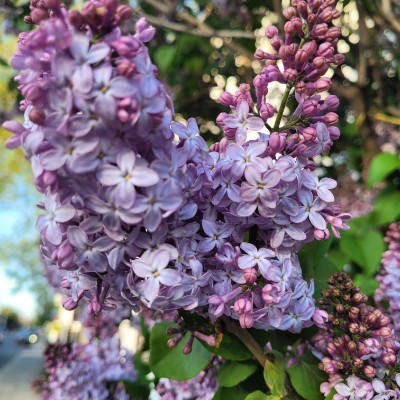 Dejected Raven🦮🚶 post 1