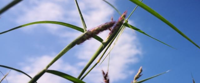 OSP_Walk For Life banner
