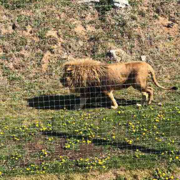 Yorkshire wildlife park walking route map in Auckley