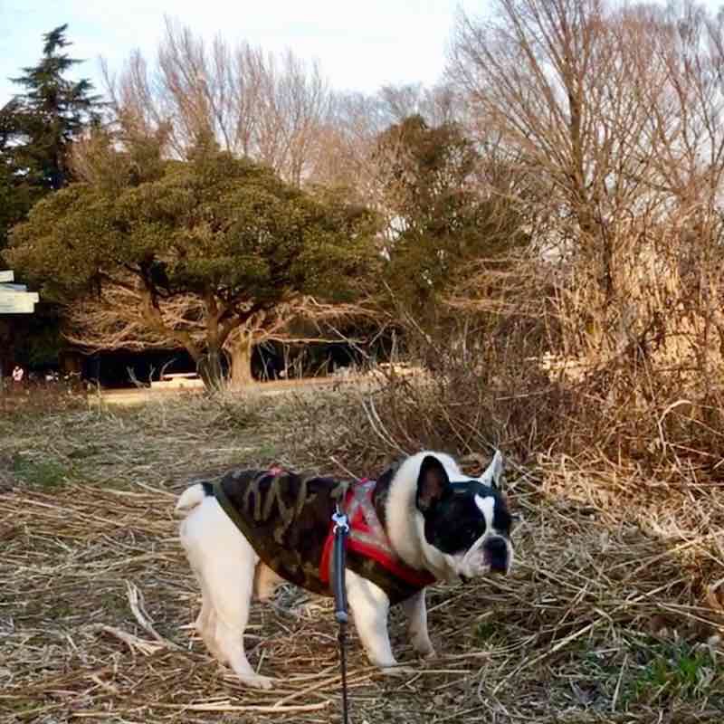 Hikarigaoka Park walking route map in Nerima City