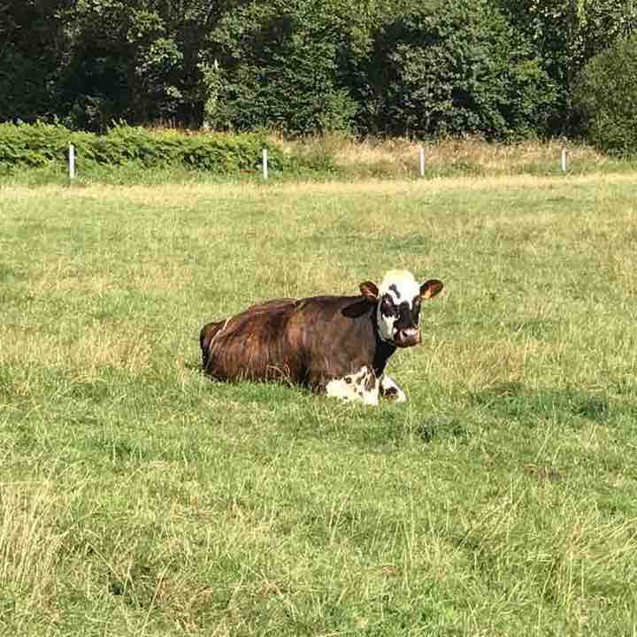 The forges the old yard the essarts the ferrier walking route map in Plœuc-L'Hermitage