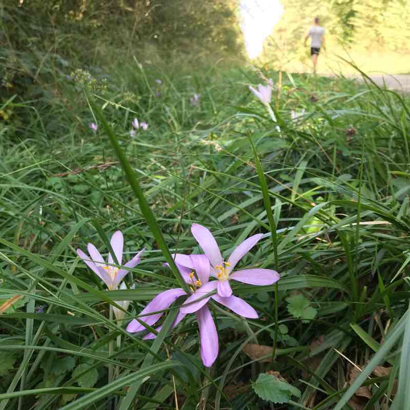 Forrest hiking near medieval city of Dole, France walking route map in Dole